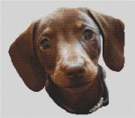 (image for) Chocolate and Tan Dachshund Pup